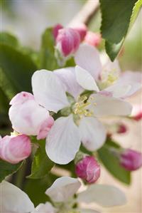 Apple blossom on branch