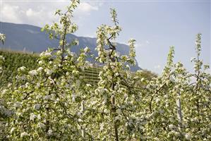 Young apple trees in blossom