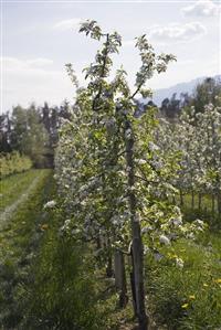 Young apple trees in blossom