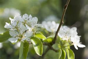 Pear blossom on branch