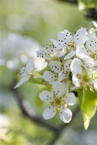 Pear blossom on branch