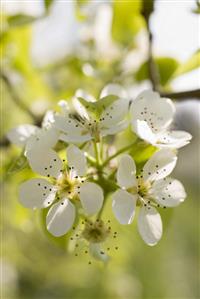 Pear blossom on branch