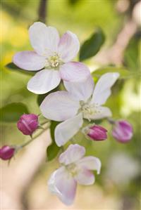 Apple blossom on branch