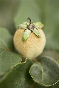 Quince on branch