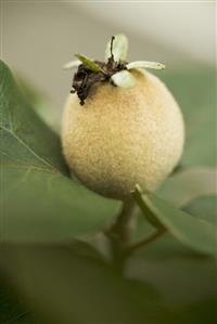 Quince on branch