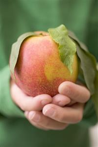 Child's hands holding nectarine with leaves