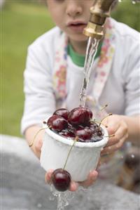 Child washing cherries under tap