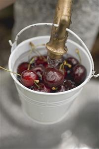 Washing cherries in bucket under tap