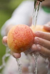 Child washing nectarines under tap