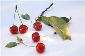 Cherries with leaves