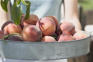 Woman holding fresh peaches in metal container