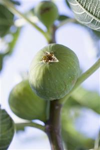 Figs on the tree