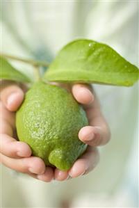 Child's hands holding a fresh lime with leaves