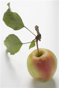 Red apple with stalk and leaves