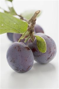 Fresh plums with stalk and leaves