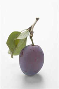 Plum with stalk and leaves