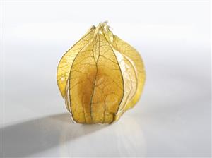 Physalis with husk