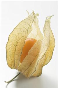 Physalis with husk (close-up)