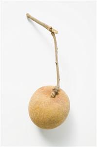 A longan on stem