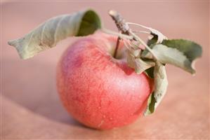 Red apple with stalk and leaves