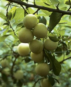 Lots of greengages hanging on the tree