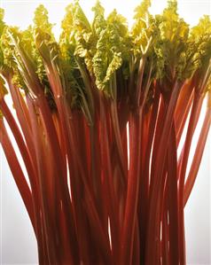 Many Stalks of Rhubarb