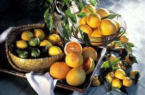 Still Life of Several Assorted Citrus Fruit