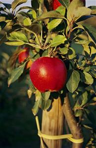 A red apple (Gala royal) on the tree