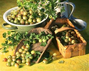 Still life: green gooseberries