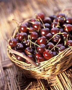 Freshly picked cherries in basket