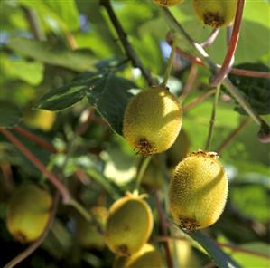 Kiwi fruits on the tree