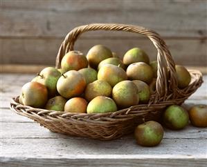 Apples in basket (Russet variety)