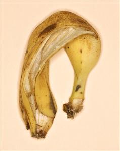 A banana skin