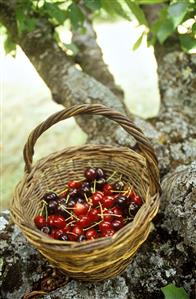 Basket with cherries on the tree