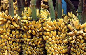 Bunches of yellow bananas