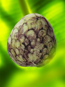 A cherimoya on green background