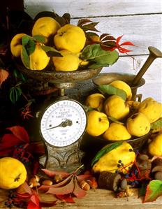 Still life with quinces and old scales