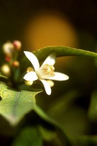 Lemon blossom