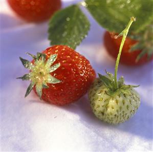 Ripe and unripe strawberries