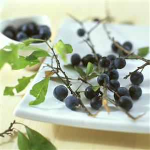 Sloes with leaves