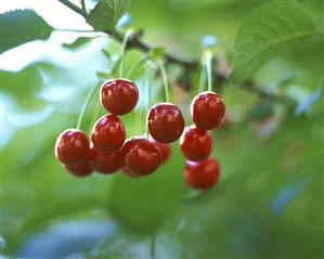 Ripe cherries on the tree