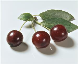 Morello cherries with leaves