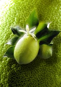 Lemons with blossom, background: enlarged lemon