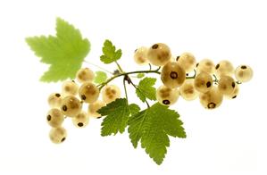 White currants