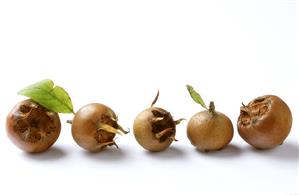 Five medlars