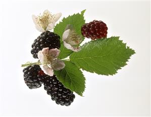 Blackberries with leaves and flowers