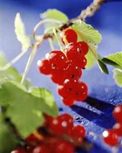 Sprig of redcurrants