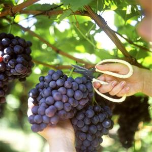 Cutting black grapes with scissors