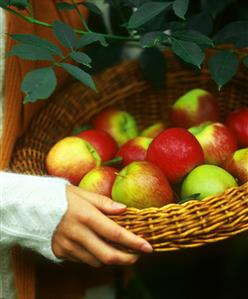 Hand holding basket of freshly picked apples