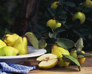 Quinces in a bowl and on the tree